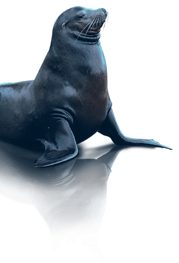 Animal Image