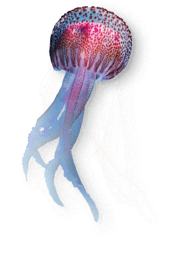 Animal Image