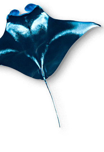 Animal Image
